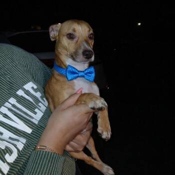 Chihuahua and Dachshund Dogs Available for Adoption in Crosby, Texas - Toby | PetCurious