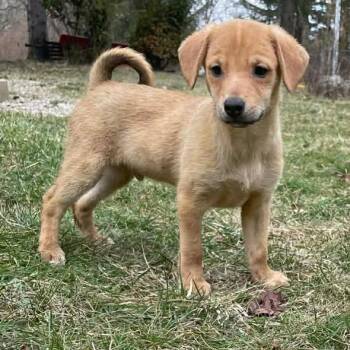 Corgi Dogs Available for Adoption - Cujo And Arlo | PetCurious