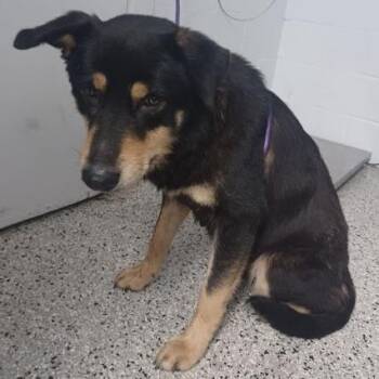 Teresa -  Australian Shepherd and Rottweiler Dog for Adoption in Hattiesburg, Mississippi - Teresa | PetCurious