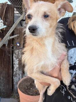 Terrier Dogs Available for Adoption in Severance, Colorado - Munequita | PetCurious