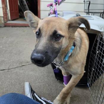 Chase -  Mixed Breed Dog for Adoption in Bismarck, North Dakota - Chase | PetCurious