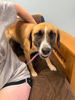 Mixed Breed Dogs Available for Adoption in Marion, Ohio - Rhonda | PetCurious