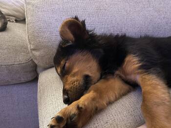 Miss Trix -  Shepherd Dog for Adoption in Salt Lake City, Utah - Miss Trix | PetCurious