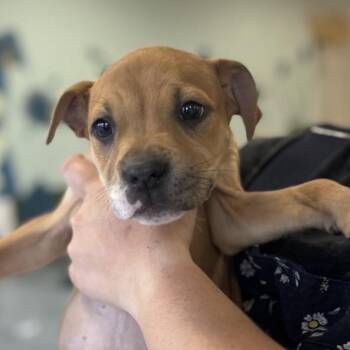 Silky -  Mixed Breed Dog for Adoption in Springboro, Ohio - Silky | PetCurious