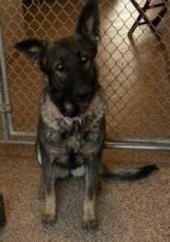 Rescue German Shepherd Dog Dogs for Adoption in Hot Springs, South Dakota - Scarlet | PetCurious