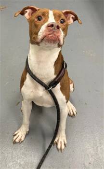 Boxer Dogs Available for Adoption in Peoria, Illinois - BUBBA GUMP | PetCurious