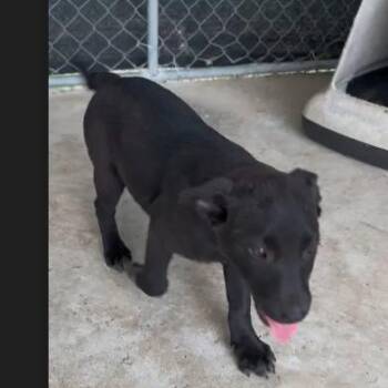 Black Labrador Retriever and Australian Cattle Dog Blue Heeler Dogs Available for Adoption - Winnie | PetCurious
