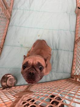 French Bulldog Dogs Available for Adoption in Margate, Florida - TALITA | PetCurious