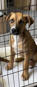 Peter -  Black Mouth Cur Dog for Adoption in Luling, Texas - Peter | PetCurious