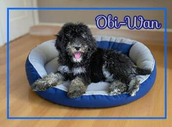 Obi-Wan -  Poodle Dog for Adoption in Grove, Oklahoma - Obi-Wan | PetCurious