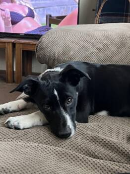 Border Collie Dogs Available for Adoption in Waunakee, Wisconsin - Bunbun | PetCurious