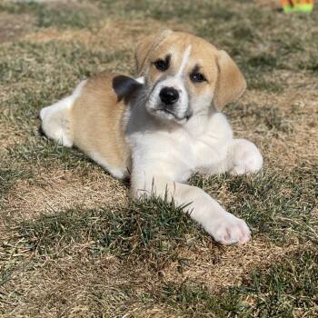 822 (2026) Finn -  Great Pyrenees and Anatolian Shepherd Dog for Adoption in Parker, Colorado - 822 (2026) Finn | PetCurious