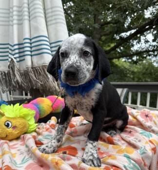 Cash -  Australian Shepherd and Labrador Retriever Dog for Adoption - Cash | PetCurious