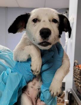 Rescue Mixed Breed Dogs for Adoption in Chillicothe, Ohio - Holler | PetCurious