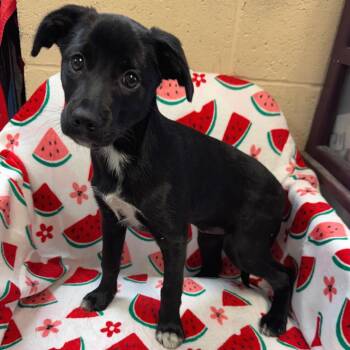 Leah -  Mixed Breed Dog for Adoption in Kittanning, Pennsylvania - Leah | PetCurious
