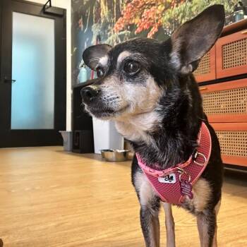 Chihuahua and Mixed Breed Dogs Available for Adoption in San Francisco, California - Blondie 13979 | PetCurious
