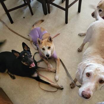 Georgia -  Mixed Breed Dog for Adoption in Buffalo, Minnesota - Georgia | PetCurious