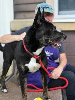 Mixed Breed Dogs Available for Adoption in Chamblee, Georgia - Dombra | PetCurious