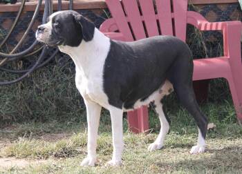 Bailey -  Boxer Dog for Adoption in Neosho, Missouri - Bailey | PetCurious