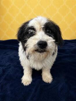 Terrier and Shih Tzu Dogs Available for Adoption in West Memphis, Arkansas - Clover | PetCurious