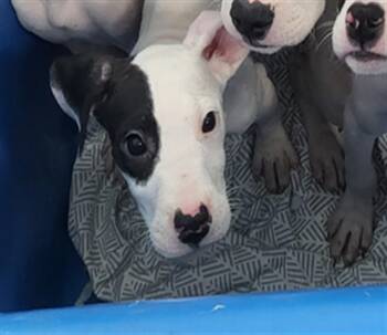 APPLE -  Mixed Breed Dog for Adoption in Dallas, Texas - APPLE | PetCurious