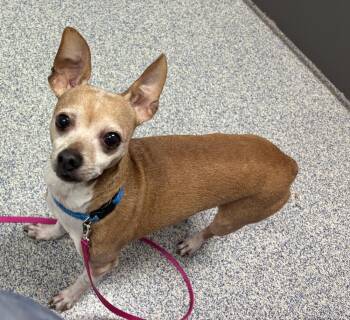 Chihuahua Dogs Available for Adoption in Bartlesville, Oklahoma - George | PetCurious
