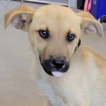 Spikey -  Mixed Breed Dog for Adoption in Las Cruces, New Mexico - Spikey | PetCurious