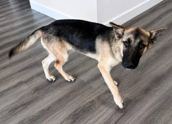 Simba -  German Shepherd Dog and Husky Dog for Adoption in Pleasant Hill, California - Simba | PetCurious