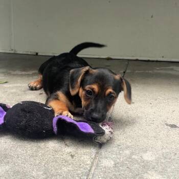 Boston Cream Pie -  Dachshund and Terrier Dog for Adoption in Los Angeles, California - Boston Cream Pie | PetCurious