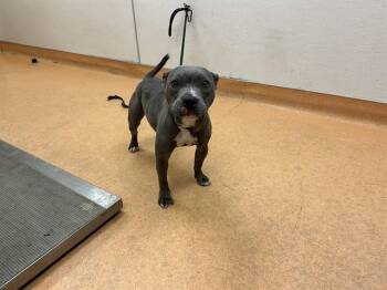 SAPPHIRE -  Staffordshire Bull Terrier Dog for Adoption in Martinez, California - SAPPHIRE | PetCurious