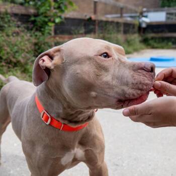 Petey Bonez -  Pit Bull Terrier Dog for Adoption in Baltimore, Maryland - Petey Bonez | PetCurious