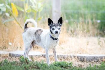 Rescue Chihuahua Dogs for Adoption in Twin Falls, Idaho - Truffles | PetCurious