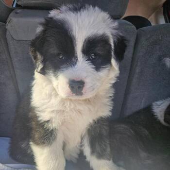 Puppy 4 -  Mixed Breed Dog Available for Adoption in Ferndale, Washington - Puppy 4 | PetCurious