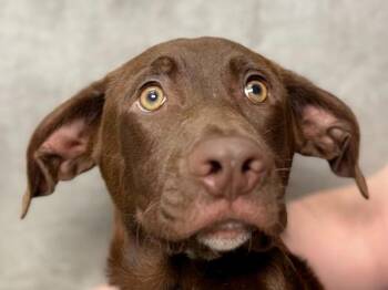 Willie -  Pointer Dog for Adoption in Portland, Oregon - Willie | PetCurious