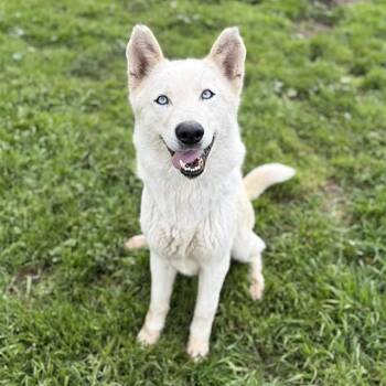 Siberian Husky Dogs Available for Adoption - DANI | PetCurious