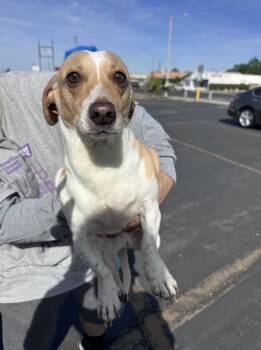 Dachshund and Chihuahua Dogs Available for Adoption in New York, New York - Dimples | PetCurious