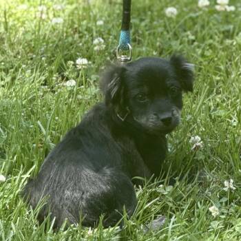 Cocker Spaniel and Beagle Dogs Available for Adoption in Locust Fork, Alabama - Espresso | PetCurious