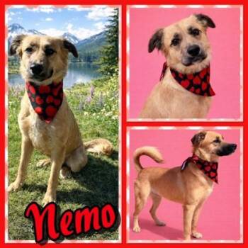 Nemo -  Shepherd and Mixed Breed Dog for Adoption in Seagoville, Texas - Nemo | PetCurious