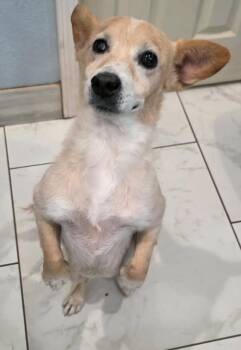 Lyla -  Terrier Dog for Adoption in Littleton, Colorado - Lyla | PetCurious