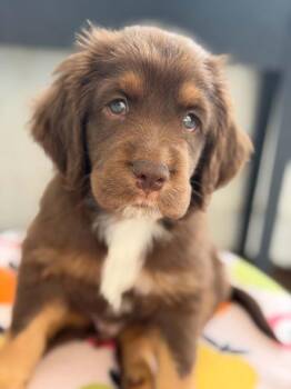 Apple Litter - Cortland -  Bloodhound and Mixed Breed Dog for Adoption in Savage, Minnesota - Apple Litter - Cortland | PetCurious