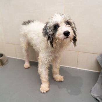 Beth Cooper -  Poodle and Mixed Breed Dog for Adoption in New York, New York - Beth Cooper | PetCurious