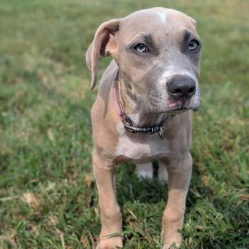Abilene -  Pit Bull Terrier Dog for Adoption in Jasper, Indiana - Abilene | PetCurious