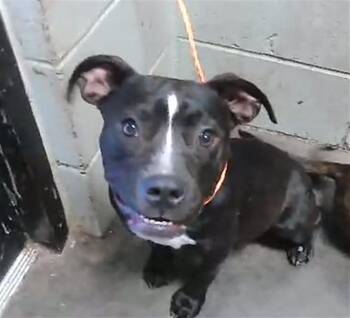 MILEY -  Boxer and Mixed Breed Dog for Adoption in Tulsa, Oklahoma - MILEY | PetCurious