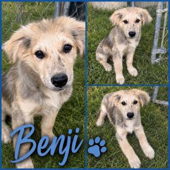 Benji -  German Shepherd Dog Dog for Adoption in Zimmerman, Minnesota - Benji | PetCurious