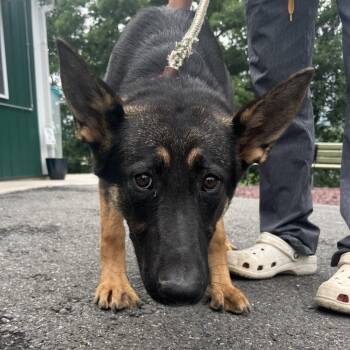 Arlo (26-283) -  German Shepherd Dog Dog for Adoption in New Ringgold, Pennsylvania - Arlo (26-283) | PetCurious