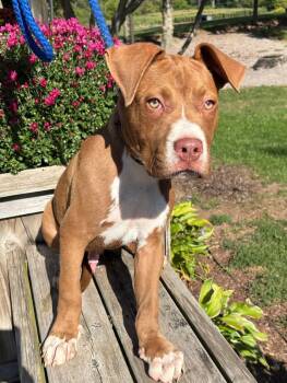 Rescue Terrier Dogs for Adoption in Hamilton, Ontario - Mimi, Buddy And Leo | PetCurious