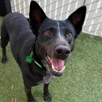Riley -  Cattle Dog Dog for Adoption in San Diego, California - Riley | PetCurious