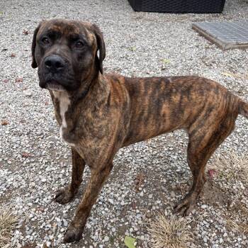 Mixed Breed Dogs Available for Adoption - Blaze | PetCurious