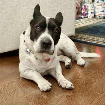 Rescue Mixed Breed Dogs for Adoption in Longview, Texas - Gidget | PetCurious