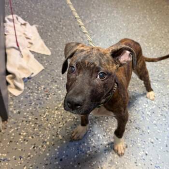 TUSC-Stray-84781 -  Pit Bull Terrier and Mixed Breed Dog for Adoption in Tuscaloosa, Alabama - TUSC-Stray-84781 | PetCurious